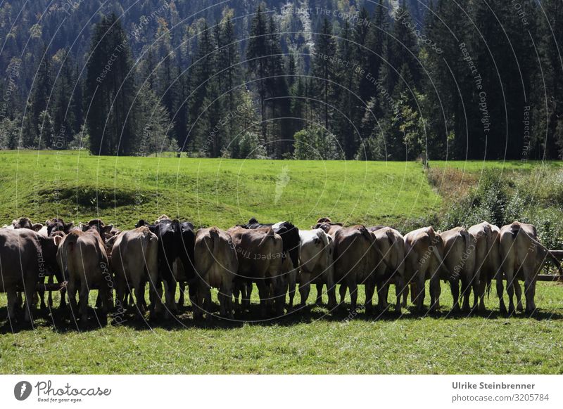 Cows stand in a row on the meadow after Almabtrieb Environment Nature Landscape Plant Autumn Grass Meadow Alps Mountain Animal Farm animal Group of animals Herd