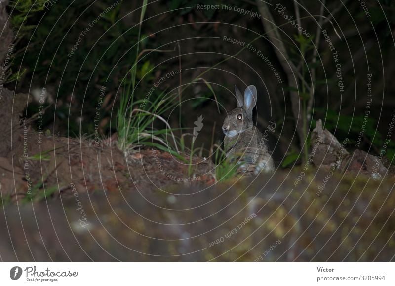 European rabbit (Oryctolagus cuniculus). La Llania. Valverde. El Hierro. Canary Islands. Spain. Nature Animal Wild animal 1 Natural animals Canaries