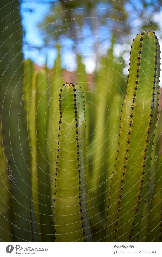 detail of a green cactus with more of them on the background Design Exotic Beautiful Life Garden Decoration Nature Plant Sand Flower Cactus Leaf Wild plant