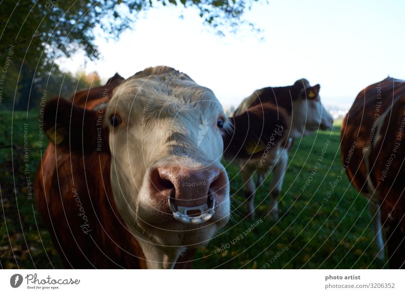 Cows on cow pasture Environment Nature Landscape Animal Summer Autumn Beautiful weather Plant Grass Leaf Foliage plant Meadow Field Forest Farm animal 3