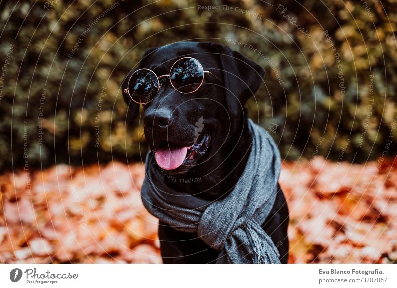 beautiful black labrador sitting outdoors on brown leaves background, wearing a grey scarf and sunglasses. Autumn season Dog Labrador Black Pet Exterior shot
