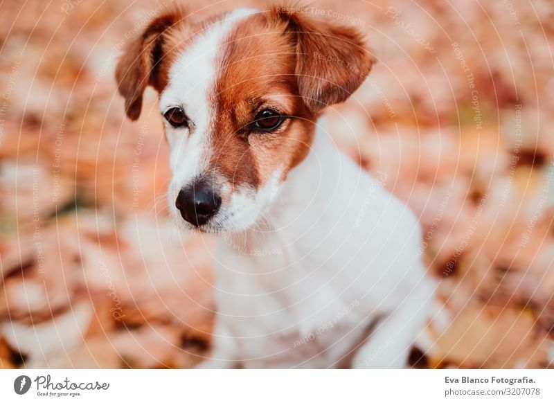 cute small jack russell dog sitting outdoors on brown leaves background. Autumn season Dog Jack Russell terrier Terrier Brown Leaf Exterior shot Collar Leash