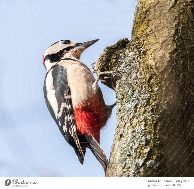 Great spotted woodpecker on tree trunk Nature Animal Sky Sun Sunlight Beautiful weather Tree Tree trunk Tree bark Wild animal Bird Animal face Wing Claw