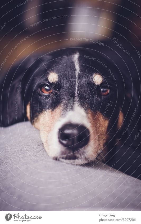 Appenzeller Sennenhund looks into the camera more appetizing Appenzell Mountain Dog eyes portrait animal portrait Cute dear snuggled cuddle Love Love of animals