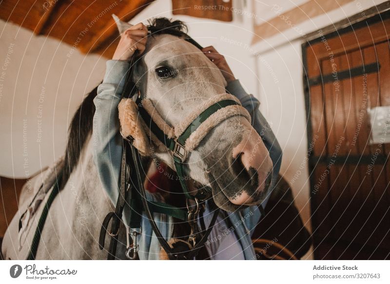 White horse in ranch stable grooming harness farm animal bridle rural sport saddle purebred equestrian pet white care tranquil prepare protection caress mammal