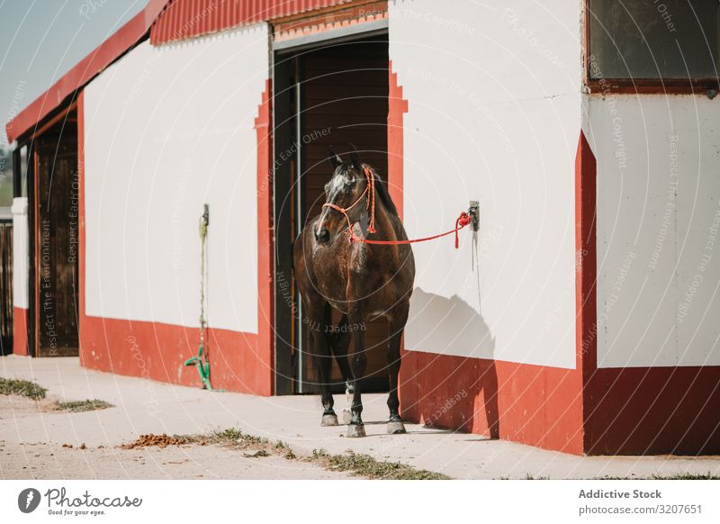 Horse at entrance to stable in sunlight horse ranch harness equine leash equestrian mammal animal farm paddock summer sport chestnut beautiful brown countryside