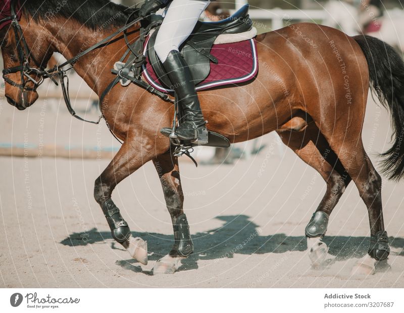Crop jockey riding horse in sunlight rider motion equestrian animal speed track training race racetrack horseback equine breed action chestnut summer practice