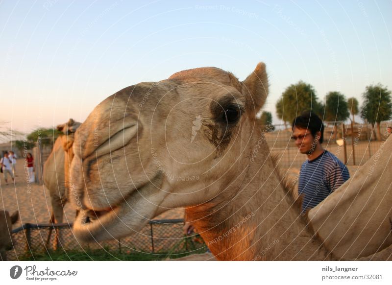 Camels in Dubai 2 Close-up Sky Grinning Desert