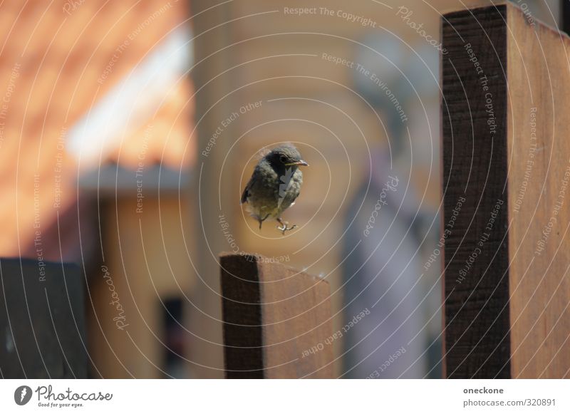 Safe landing? Animal Wild animal Bird Sparrow 1 Baby animal Flying Freedom Trust Landing Colour photo Exterior shot Day Shallow depth of field Animal portrait