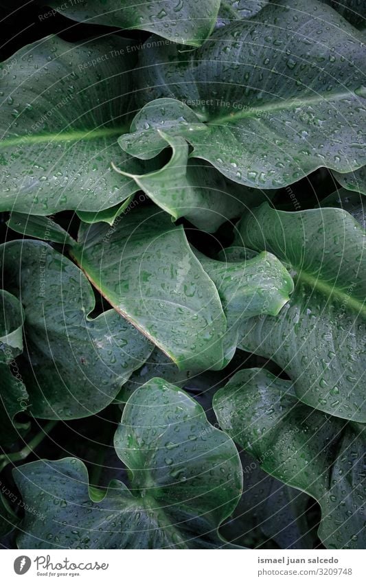 raindrops on the green plant leaves in rainy days Plant Leaf Drop Rain Water Wet Glittering Bright Green Garden Floral Nature Natural Abstract Consistency