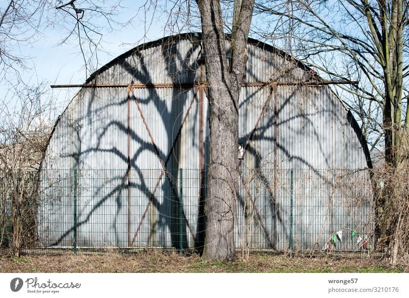 Tree casts its shadow on a corrugated iron hall at the roadside Tree trunk Bleak leafless Shadow shadow cast Deserted Exterior shot Colour photo Day Winter