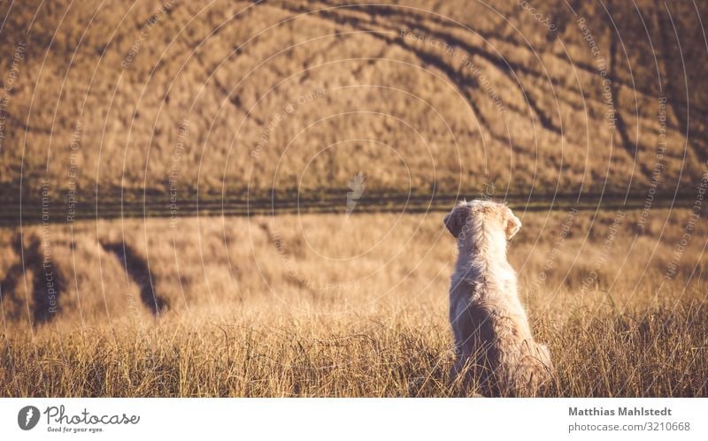 Golden Retriever looks at the fields Environment Nature Landscape Autumn Field Animal Pet Dog 1 Observe Sit Wait Infinity Natural Brown Love of animals Calm