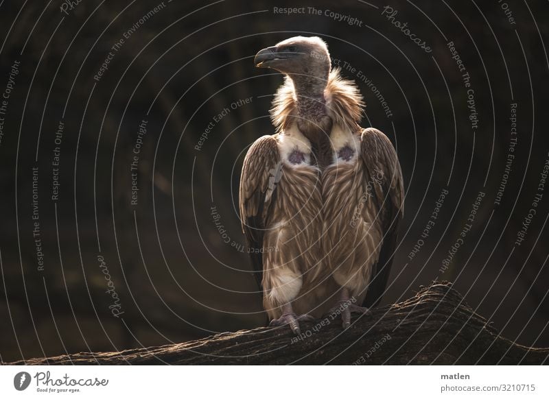 Warm the back Autumn Animal Bird 1 Sit Brown Vulture Branch Looking away Heat Colour photo Subdued colour Exterior shot Close-up Copy Space left