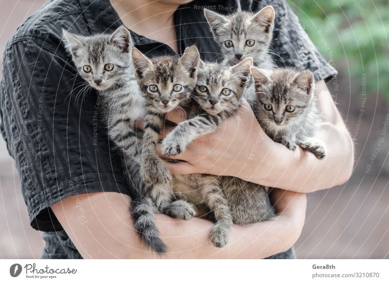 Bunch Of Tabby Kittens In Female Hands A Royalty Free Stock Photo From Photocase