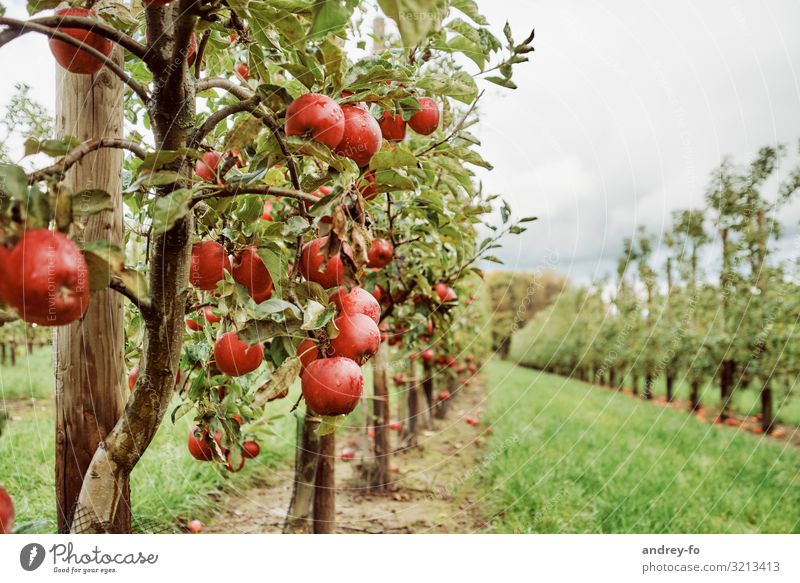 red apple tree garden