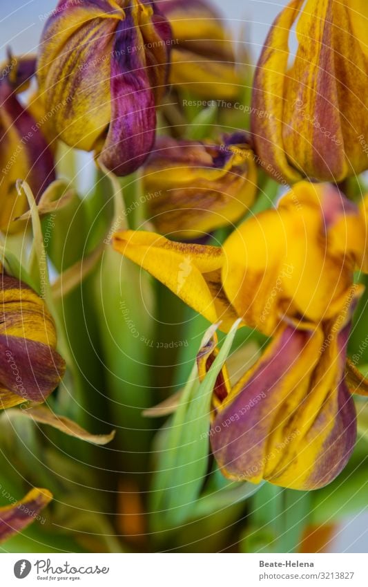 Flowering time 6 flowers blossoms tulips Faded Yellow Red Green Work of art Bouquet Tulip Nature pretty Bizarre