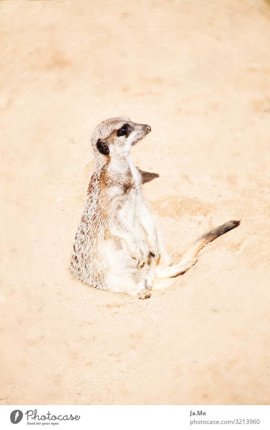 Bet first Environment Nature Animal Earth Sand Sun Warmth Drought Desert Wild animal Cat Animal face Pelt Paw Zoo Mammal Meerkat Rodent 1 Observe To enjoy