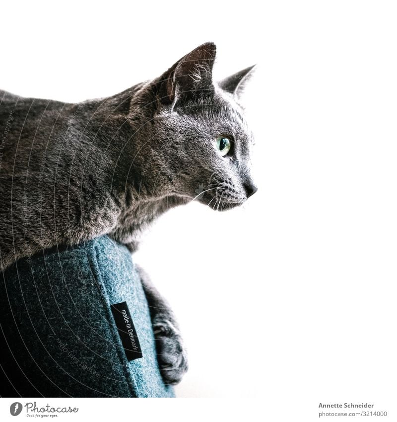 Cat in an armchair Pet 1 Animal Sit Blue Gray Colour photo Interior shot Neutral Background Morning Forward