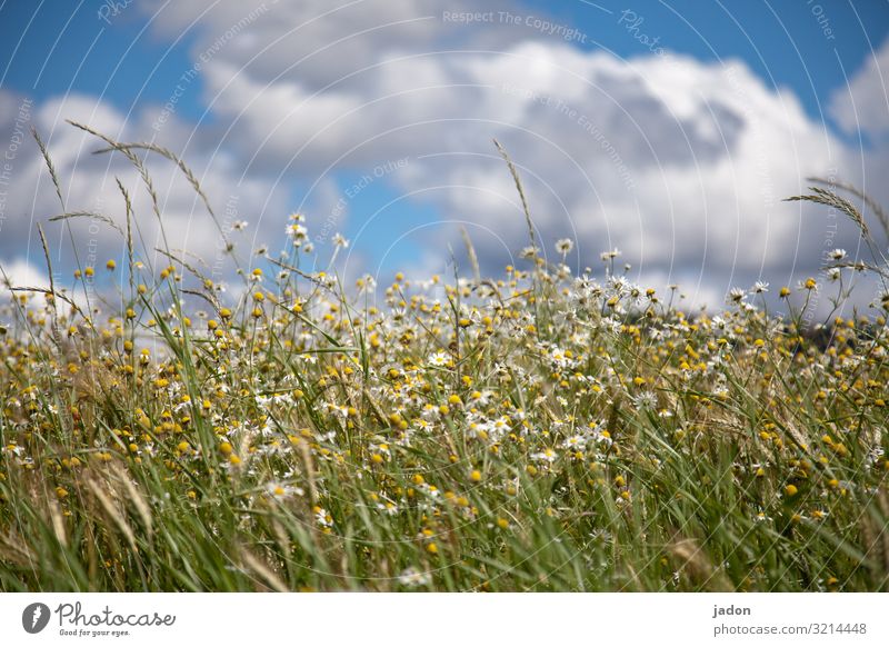 Just summer. Meadow green Grass Summer flowers bleed Daisy Nature Plant Exterior shot White Colour photo Blossoming Flower meadow Deserted Blur Sky Clouds Blue