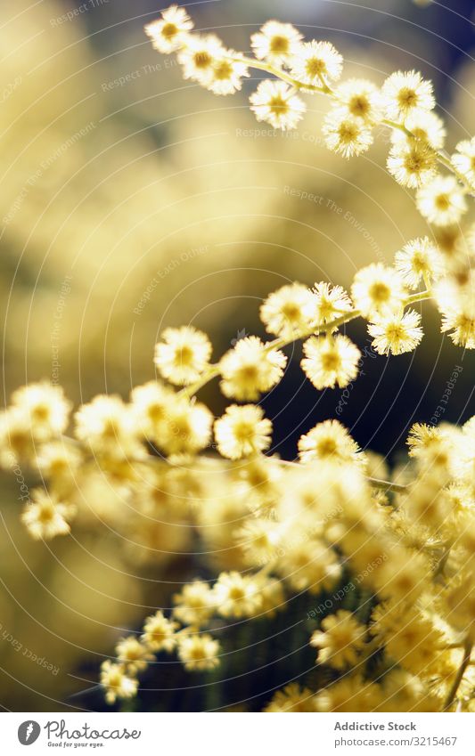 Tender golden twigs on sunny day tree flower spring park garden yellow blossom daytime delicate fragile aroma organic scent fragrance smell branches growth