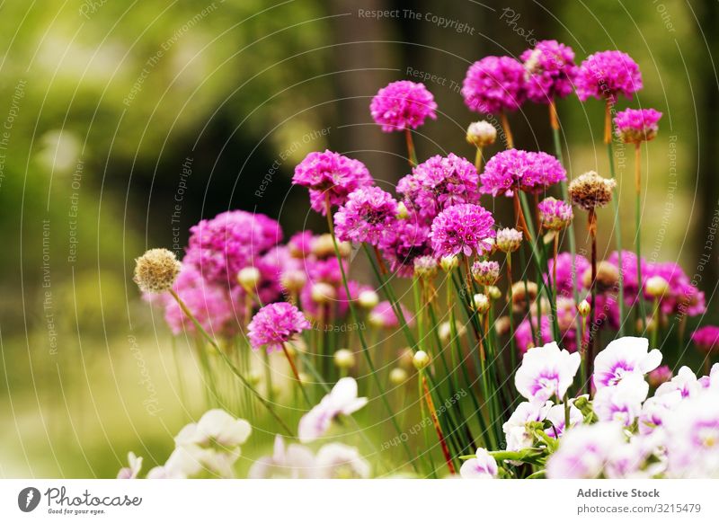 Flowerbed with various flowers in park spring flowerbed bloom summer plant garden blossom countryside petals delicate assorted aroma serene scent fragrance