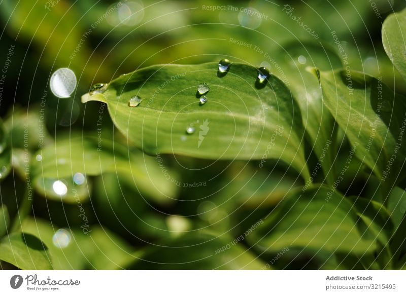 Water drops on green leaves water plant park dew flora spring transparent sunny nature shiny garden environment harmony delicate wet summer botanical clean