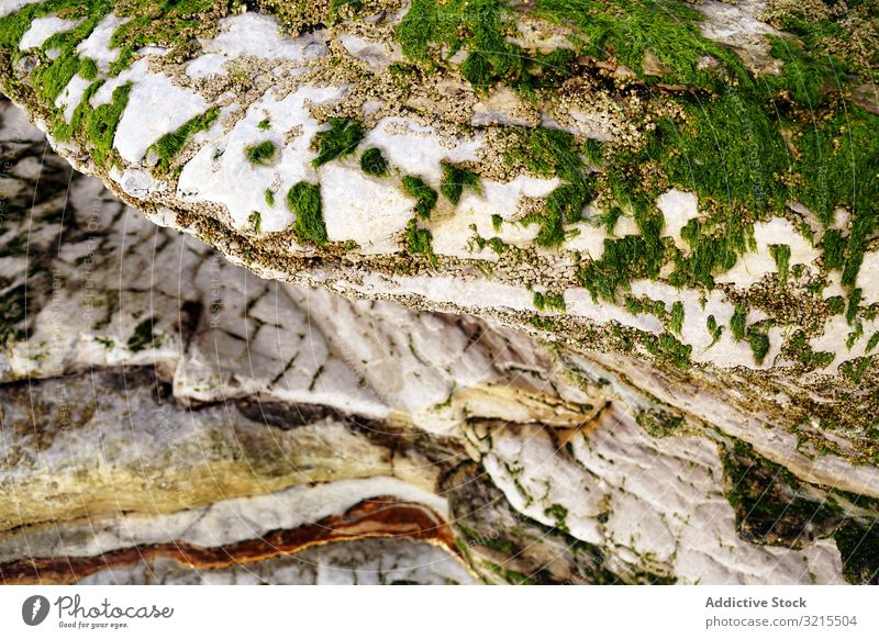 Closeup of green fluffy moss on stone closeup natural nature growth wet beautiful plant lichen forest surface sheaf season colorful moist spore covered wild