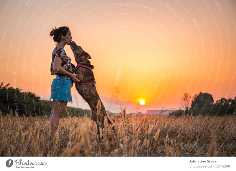 Female playing with dog at hilly area in evening silhouette woman sunset jump train high orange nature wild free treat female field off lead meadow exercise
