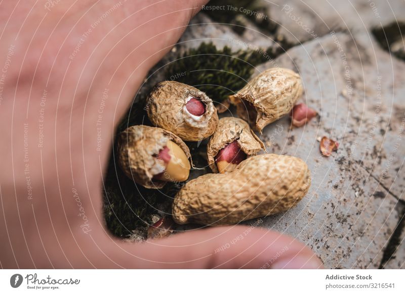 Crop hand with peanuts raw unshelled countryside man showing forest food natural organic male nutrition vegetarian vegan journey unpeeled snack fresh vitamin