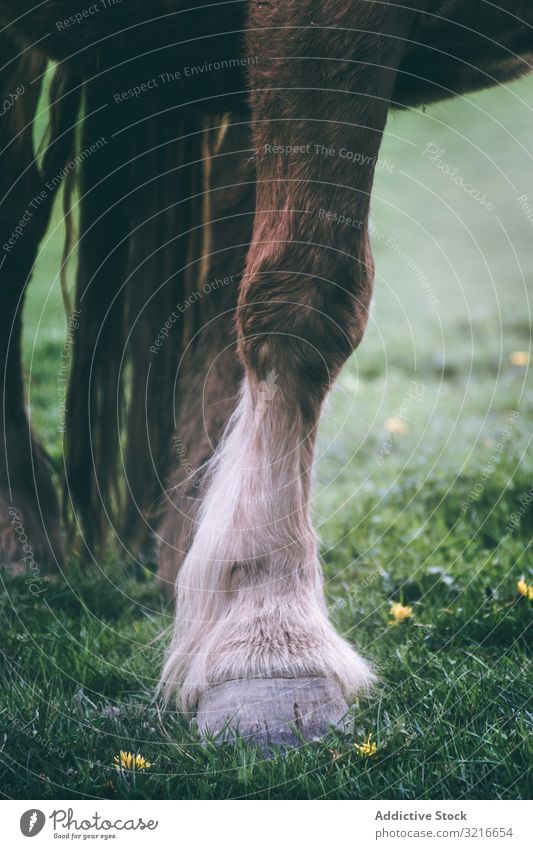 Chestnut horse standing in countryside animal rural ranch equine domestic nature field meadow pasture stallion mare calm creature beast mammal hair harmony