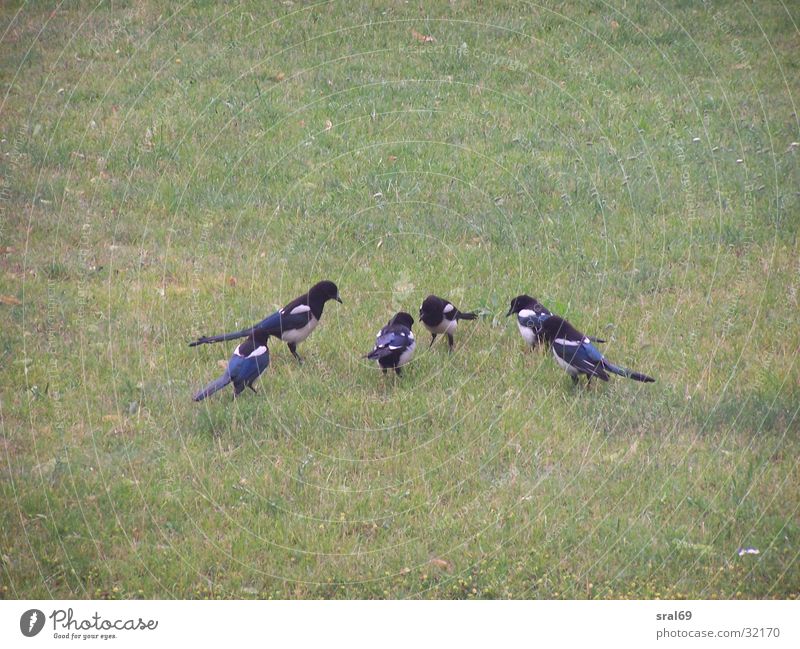 Six in one fell swoop Black-billed magpie Bird Meadow Prayer six at a stroke