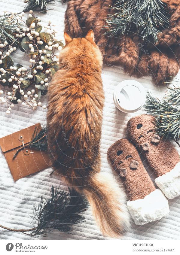 Cosy winter at home with cat Lifestyle Design Joy Vacation & Travel Winter Living or residing Christmas & Advent Pet Cat Decoration Stockings Wreath Gift
