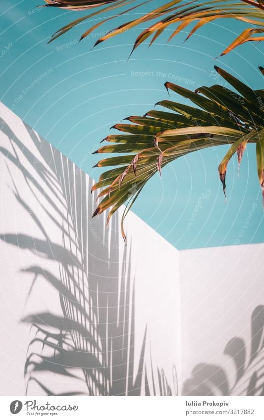 Palm leaves on turquoise sky and white wall Exotic Beautiful Summer Wallpaper Nature Plant Sky Tree Leaf Fashion Bright Blue Green Turquoise White Colour