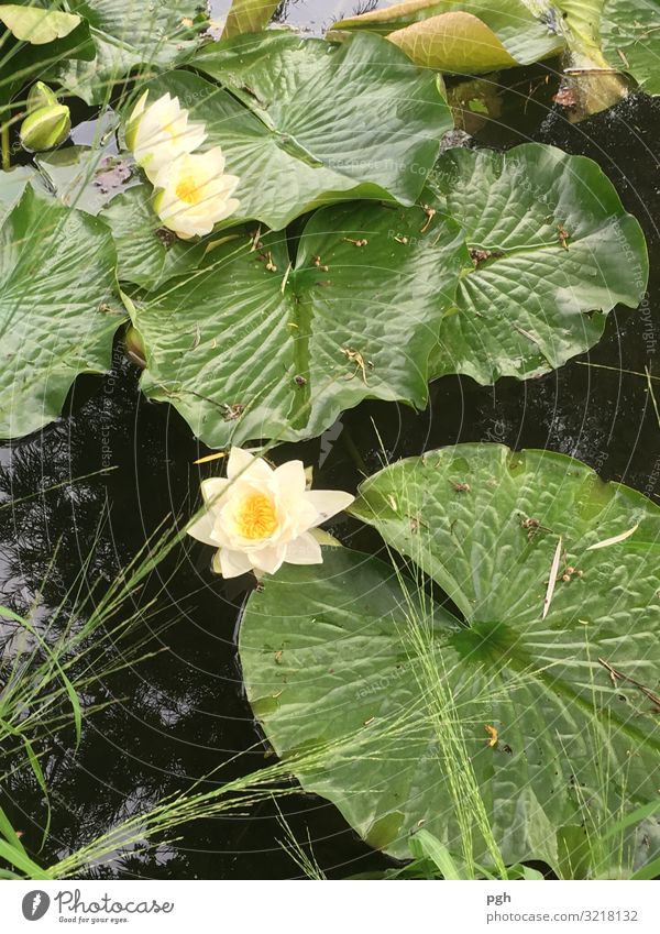 water lily pond Wellness Life Harmonious Well-being Contentment Senses Relaxation Calm Meditation Fragrance Massage Landscape Plant Animal Flower Leaf Blossom