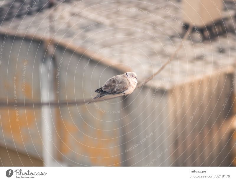 Pigeon on a Power Line Animal Bird 1 Observe Sit Subdued colour Exterior shot Deserted Isolated Image Day Light Sunlight Shallow depth of field