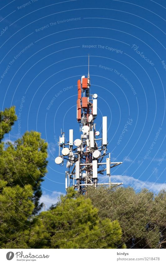 Mobile radio beam tree Telecommunications Mobile communications Landscape Cloudless sky Summer Beautiful weather Tree Illuminate Authentic Gigantic Tall Blue