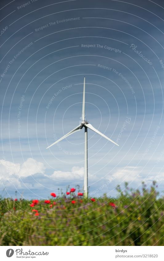 wind power Energy industry Renewable energy Wind energy plant Nature Landscape Sky Clouds Summer Climate change Flower Bushes Rotate Authentic Tall Positive