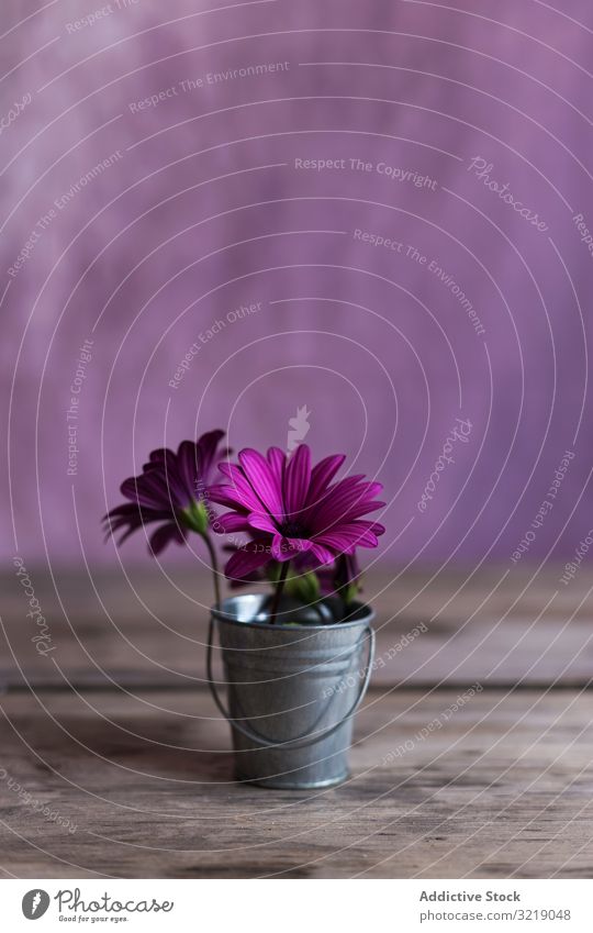 Small bucket with flowers table small purple bloom natural fresh petal bright season summer spring organic delicate fragile blossom flora plant lumber timber