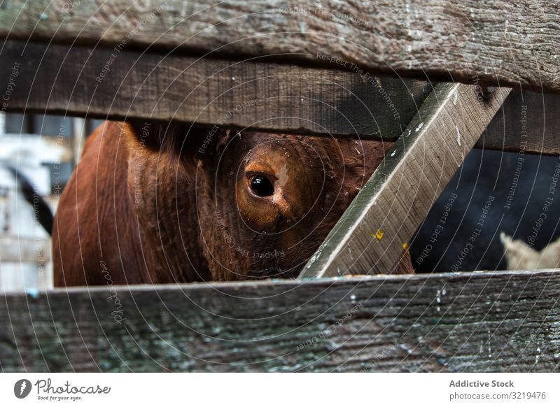 Cow on farm looking at camera cow pasture agriculture domestic animal paddock rural nature herd corral mammal cattle graze farmland countryside industrial