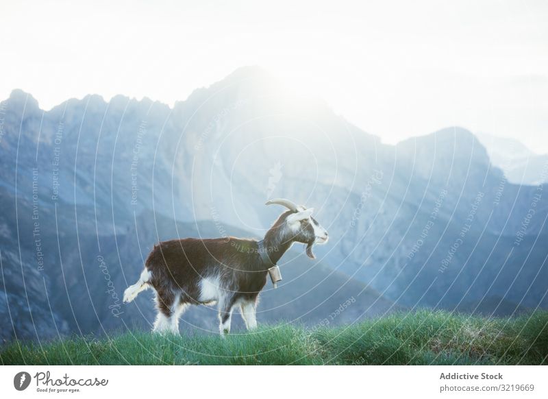 Goat grazing on meadow in Pyrenees mountains goat nature animal agriculture pasture mammal farming rural domestic grass lawn environment landscape