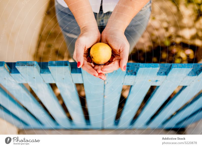 Female holding fruit in hands woman apple orchard summer garden fence low wooden female fresh refreshment palm healthy vitamin nutrition food diet juicy collect