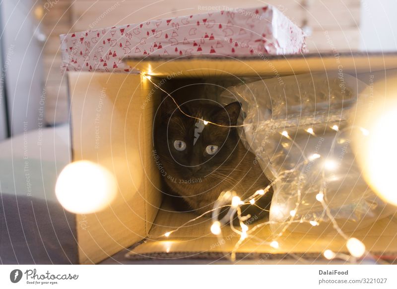 cat inside a christmas gift box with lights Happy Winter Decoration Feasts & Celebrations Christmas & Advent New Year's Eve Animal Pet Dog Cat Sleep Funny Cute