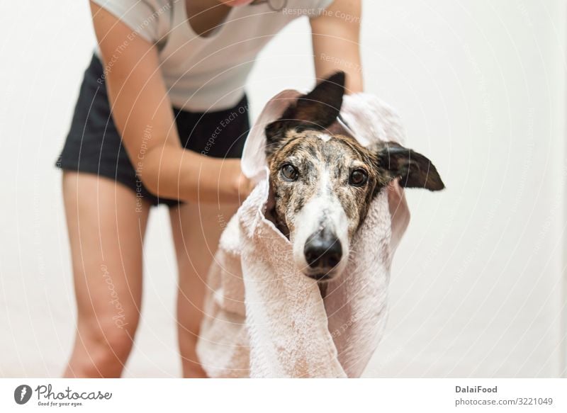 drying the dog with a towel Happy Woman Adults Friendship Pet Dog Small Funny Wet Cute Clean Soft Brown White Delightful background bath bathing Breed care