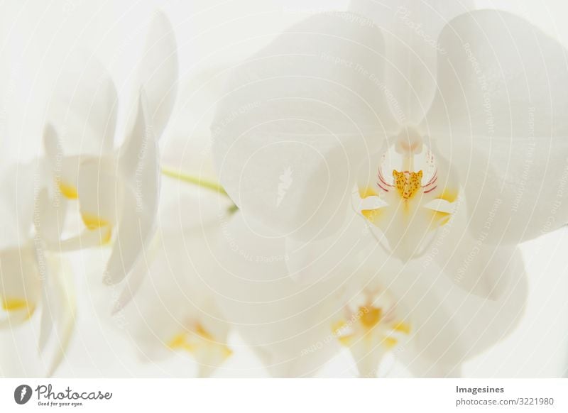 Moon Orchid Environment Nature Plant Flower Exotic moon orchid Esthetic Beautiful Design "Branch white Close-up Orchids,light background