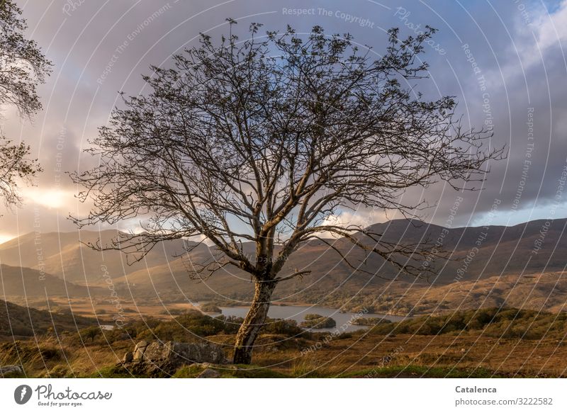 Tree in the rain. Range of hills and lake in background Trip Hiking Environment Landscape Drops of water Clouds Storm clouds Horizon Sunlight Autumn Rain