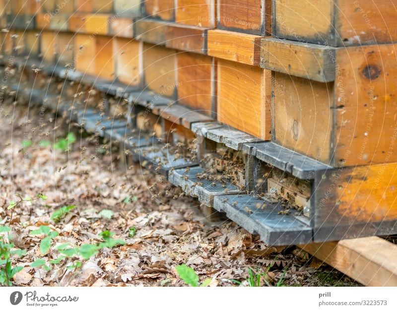 bees and apiary Agriculture Forestry Animal Bee Flock Wood Many Chaos Apiary bee garden bee colony honey production Bee-keeping Insect Honey bee