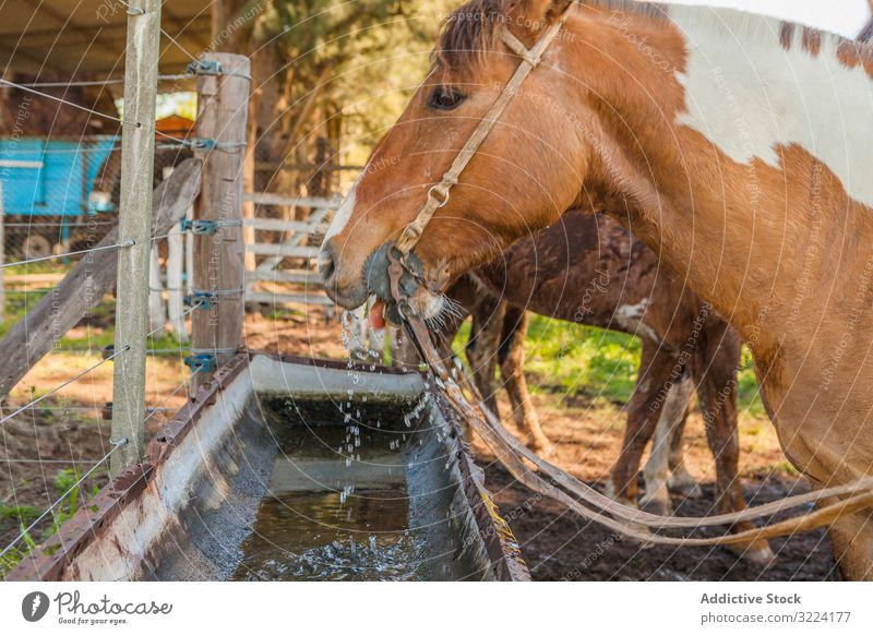 Horses drinking water in long drinker on barnyard horse animal mammal nature fauna domestic farm rural natural hoofed pasture herd stallion pet care bridle