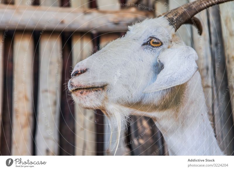 White domestic animal on farm goat white farmland wooden fence agriculture snout cattle livestock muzzle dairy rural farming ranch breed natural mammal