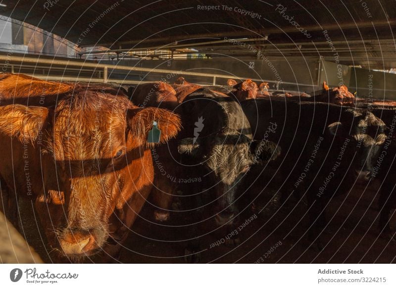 Calm brown cow in stable in bright sunlight cattle farm country healthy traditional natural countryside herd sunbeam animal environment waiting ranch