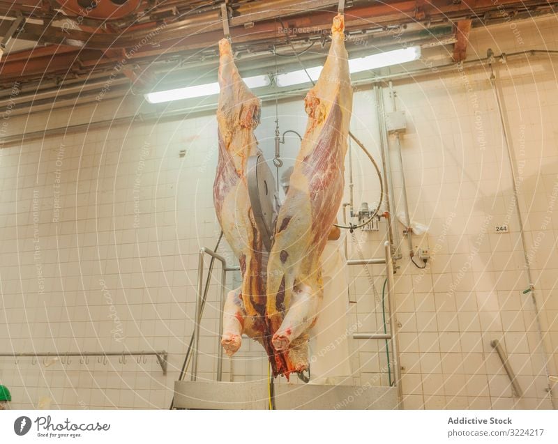 Chopped carcass of cow hanging down at slaughterhouse saw cut industrial fresh chopped meat mature beef agriculture food abattoir butchery dead organic raw